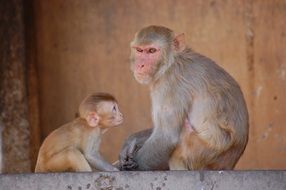 cute monkey mother with child