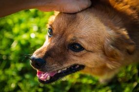 human hand petting the dog