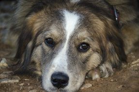 domestic dog lies on the ground