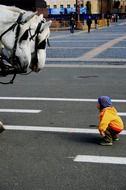 little boy looks at horses curiously