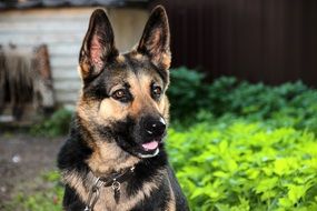 Portrait of German shepherd doggy