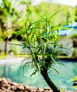 green young leaves of a plant