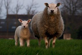 sheep and lamb on green grass