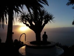 man near the palm tree at dusk