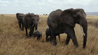 elephant serengeti