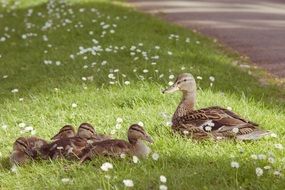 duck with ducklings on the lawn