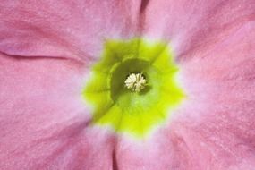 Closeup photo of the primroses