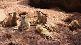 group of meerkats rest on ground