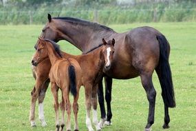 Domestic young horses on a pasture