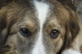 photo of sad dog eyes