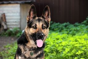 Shepherd dog with his tongue hanging