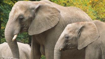 family of elephants on a background of green trees