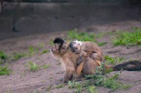 female monkey with cub
