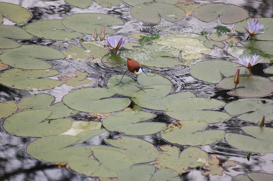 Bird on the plant on the water