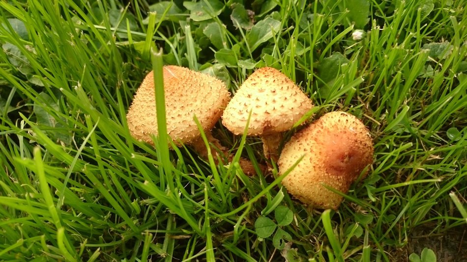 pholiota squarrosa or shaggy scalycap