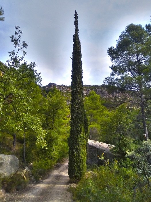 high cypress on the track in the park