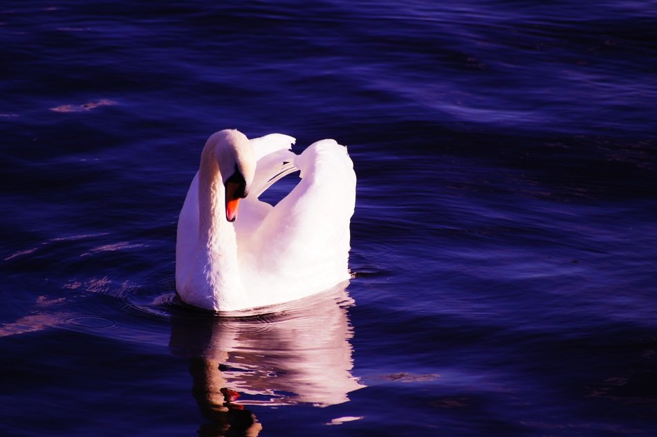 white swan on a lake in violet light