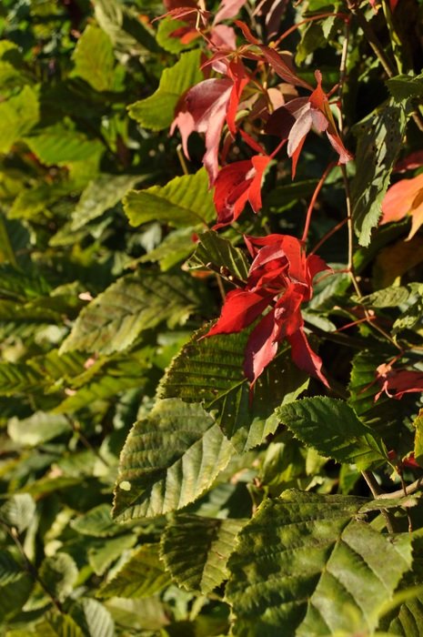 leaves plant fall