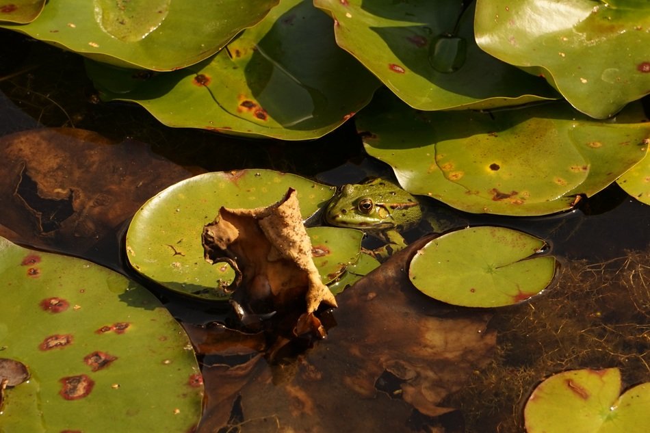 frog in the pond in autumn