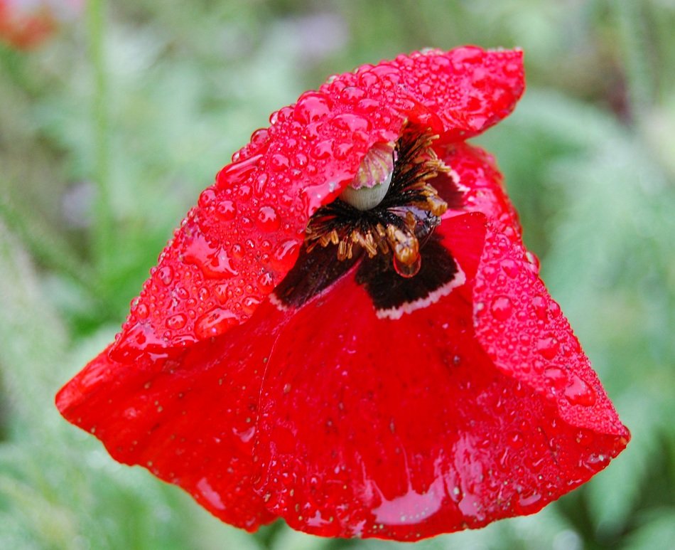extraordinary beautiful poppy