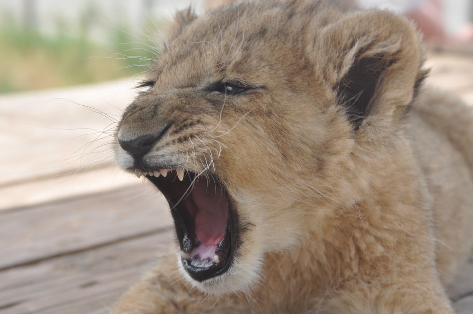 Furious snout of a lion cub