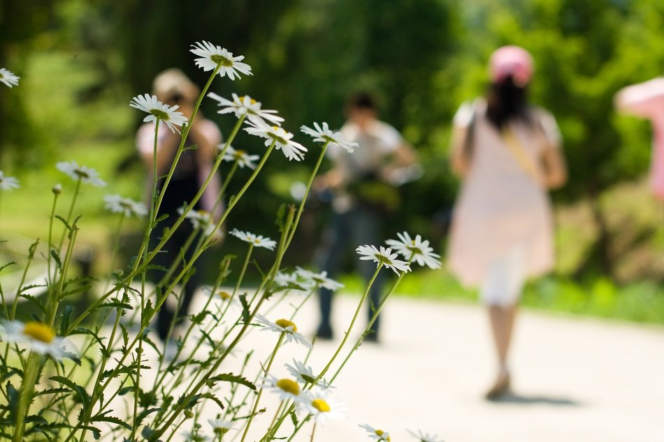 summer daisies on the background of walking people