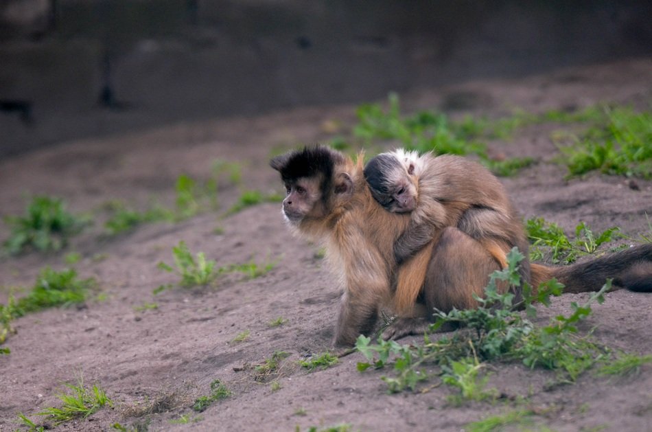monkey with baby