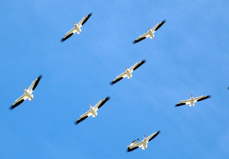 pelicans fly in the clear sky