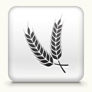 Square Button with Barley