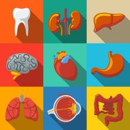 Internal human organs flat long shadow icons set with -