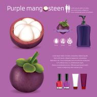 Mangosteen illustrator vector infographics N3