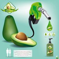 Oil extracted from the avocado