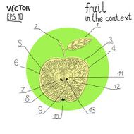 nfographic apple