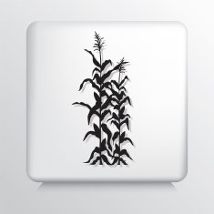 Square Icon With Corn Crop