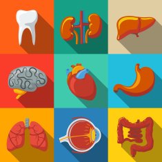 Internal human organs flat long shadow icons set with -