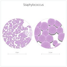 Staphylococcus bacterium vector illustration N3