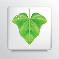 Icon With Fresh Green Ivy Leaf And Water Drop N4