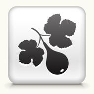 Square Button with Fig Fruit