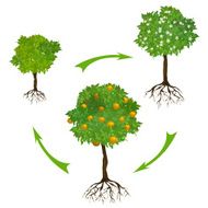 infographics with a growing tree
