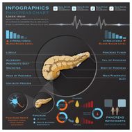 Pancreas Anatomy System Medical Infographic Infochart N2