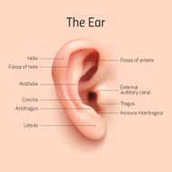 Realistic infographic ear icon N2