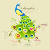 gorgeous peacock infographic elements