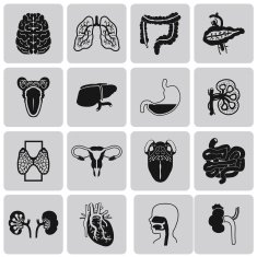 Vector Black icons of internal human organs Flat design set3