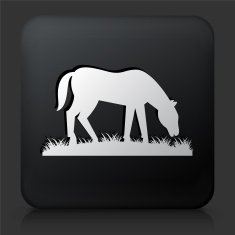 Black Square Button with Horse Icon N3