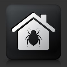 Black Square Button with Bedbugs at Home