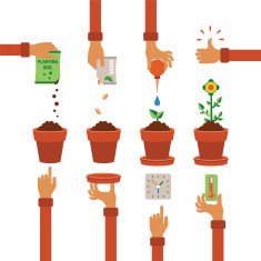 Vector timeline infographic concept of planting process N2