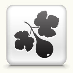 Square Button with Fig Fruit