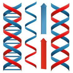 Red and blue helix N2