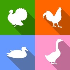 birds icons N2