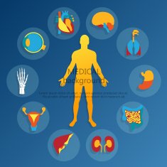 Medical background Human anatomy N5
